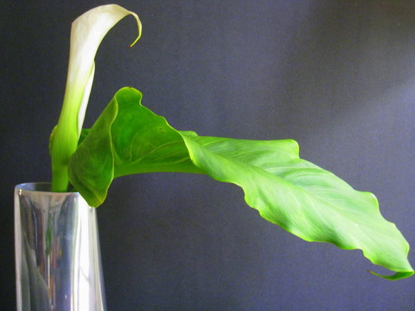 A white calla lily in a metallic vase