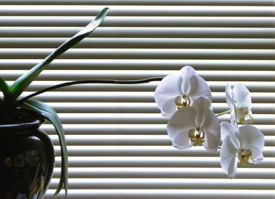 Orchids and miniblinds