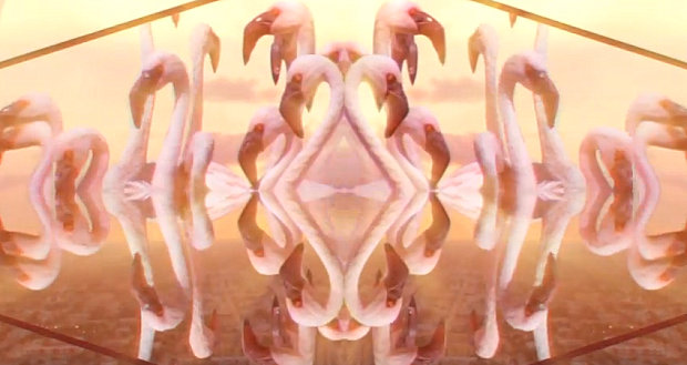 A flamingo montage from the music video for "Reaching Out" by Nero