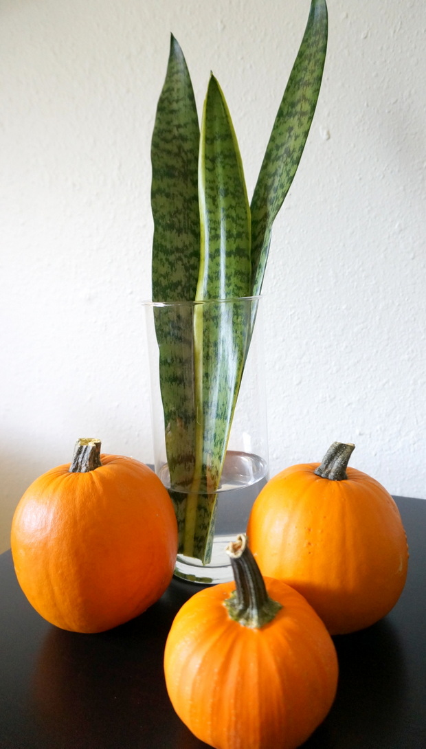 Pumpkins and sanseveria leaves make the perfect retro centerpiece