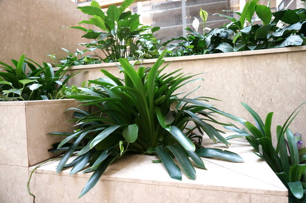 Indoor greenery at The Renaissance Hotel