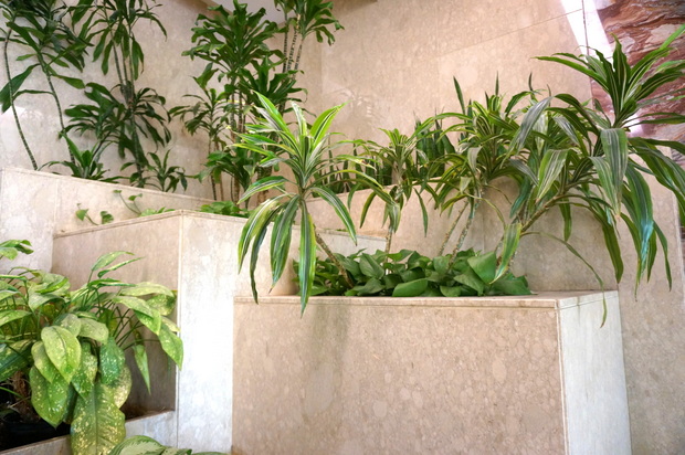 Indoor greenry fills built-in marble planters