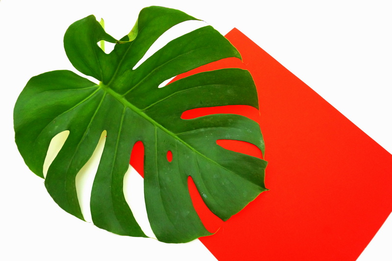 A monstera leaf makes the perfect filler for this vase